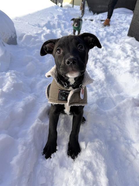 Enlarge COCOA PUFF, a Adoptable mixed breed in Boston, MA image 2/2