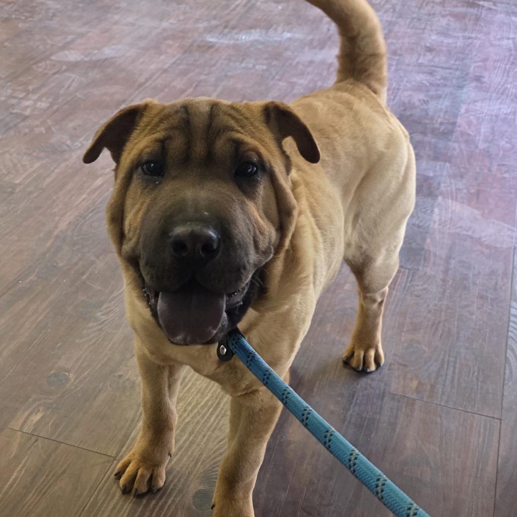 Enlarge Thelma, a Adoptable Shar-Pei in Oxford, ME image 1/4