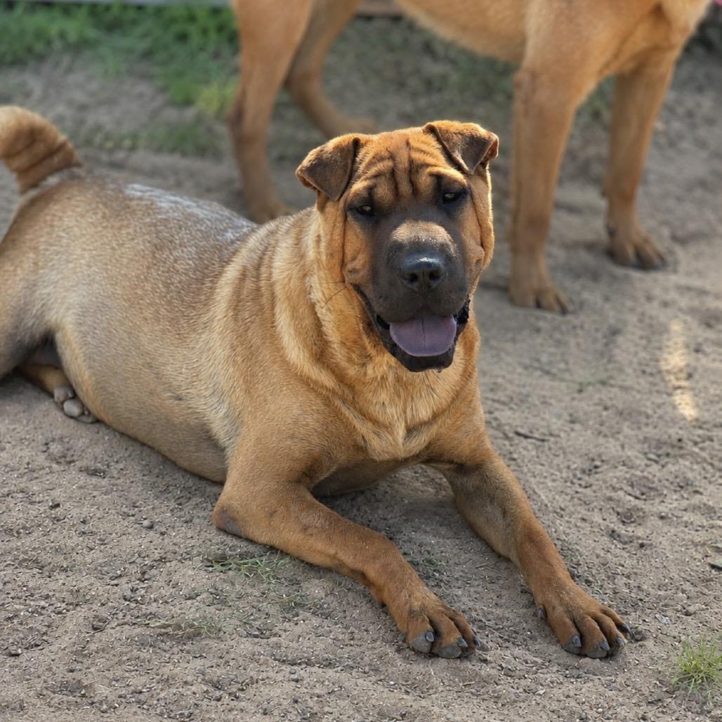Enlarge Thelma, a Adoptable Shar-Pei in Oxford, ME image 2/4