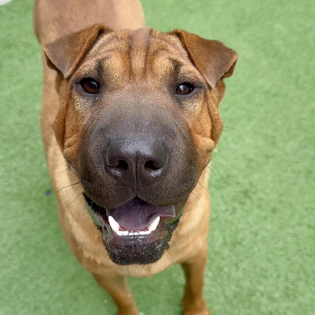 Enlarge Thelma, a Adoptable Shar-Pei in Oxford, ME image 3/4