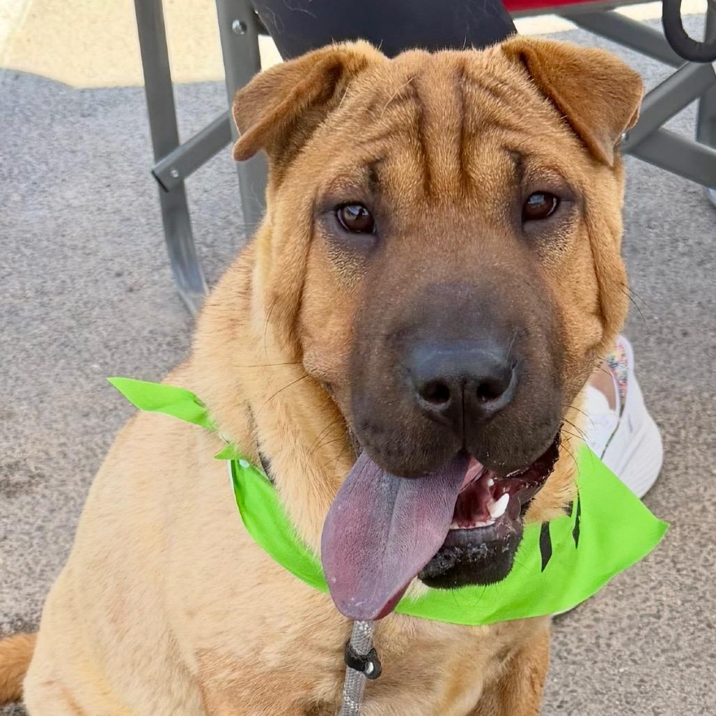 Enlarge Thelma, a Adoptable Shar-Pei in Oxford, ME image 4/4