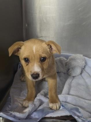 Enlarge Karen Wilson, a Adoptable mixed breed in Moses Lake, WA image 1/1