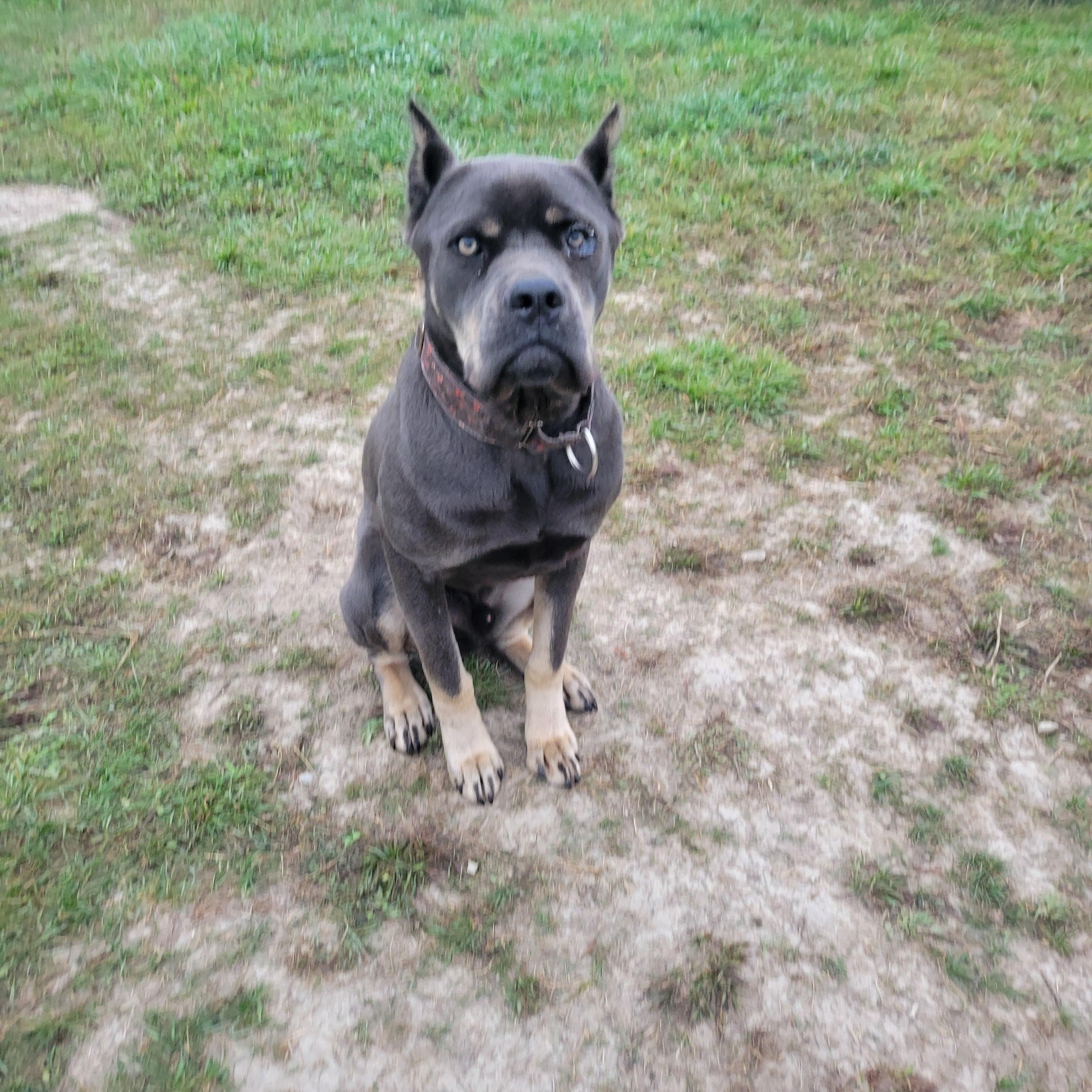 Bert, Adoptable, Young Male Cane Corso.