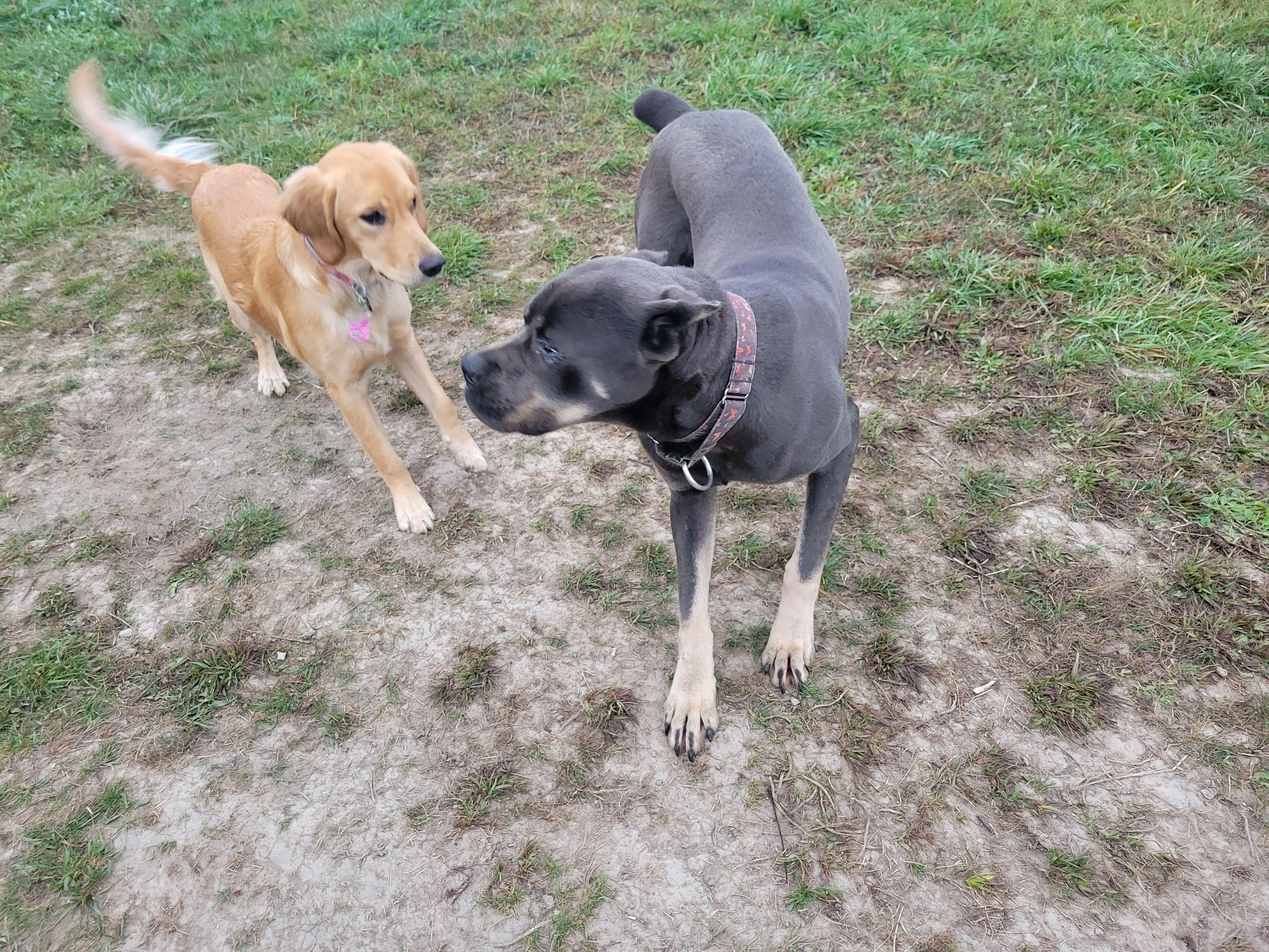 Bert, a Adoptable Cane Corso in Newmarket, ON image 2/3