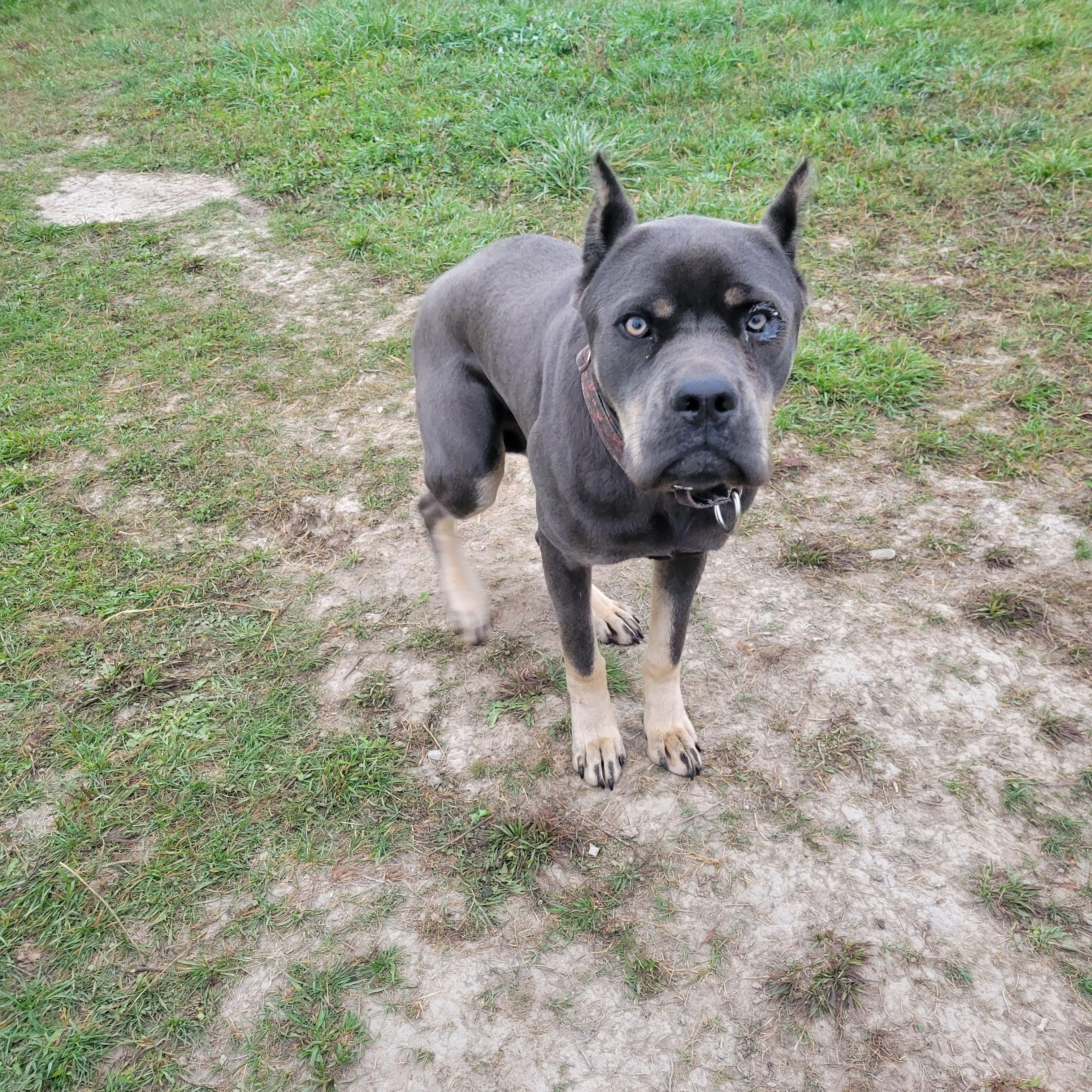Bert, a Adoptable Cane Corso in Newmarket, ON image 3/3