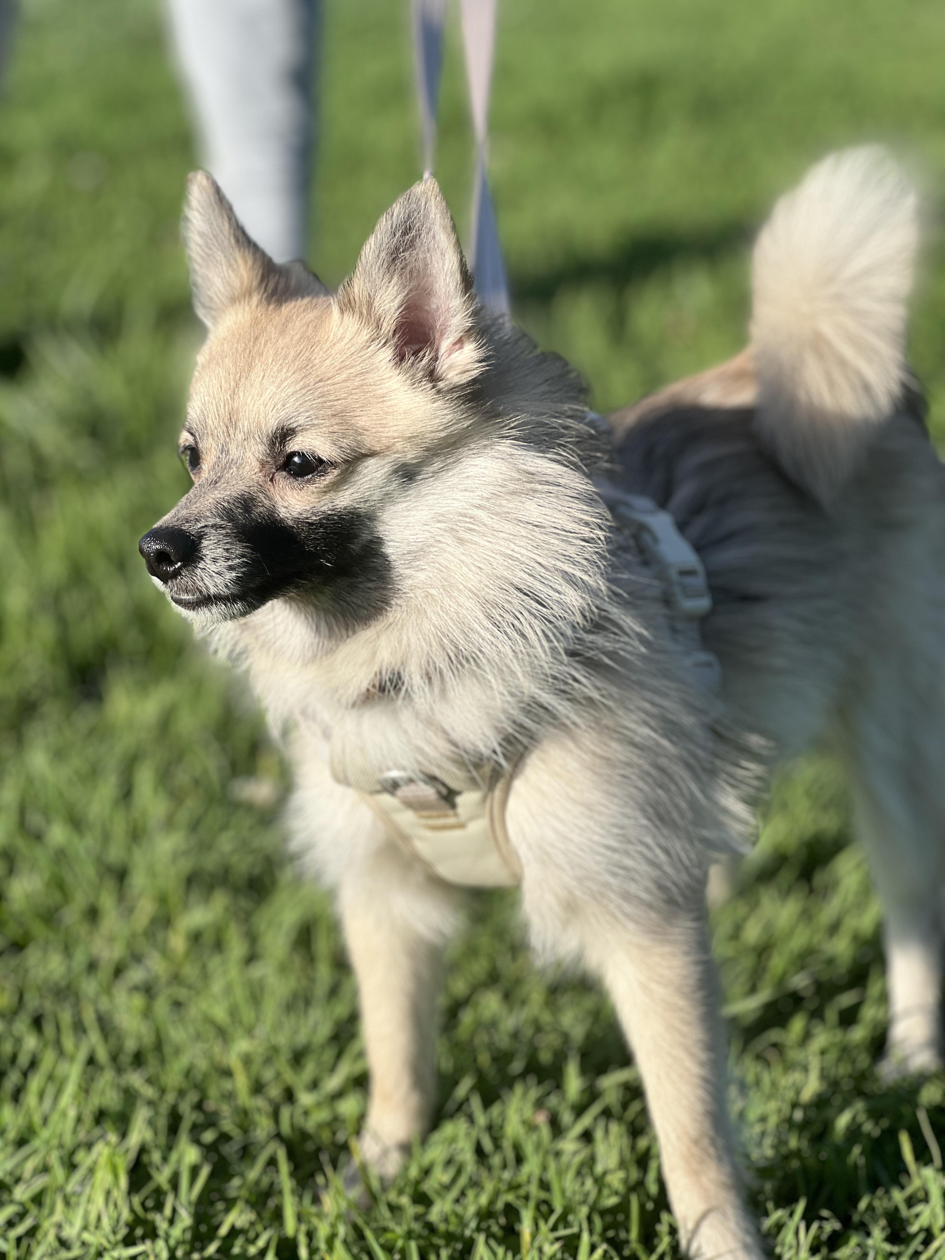 Enlarge Bingo , an adopted mixed breed in Hawthorne, CA image 5/6