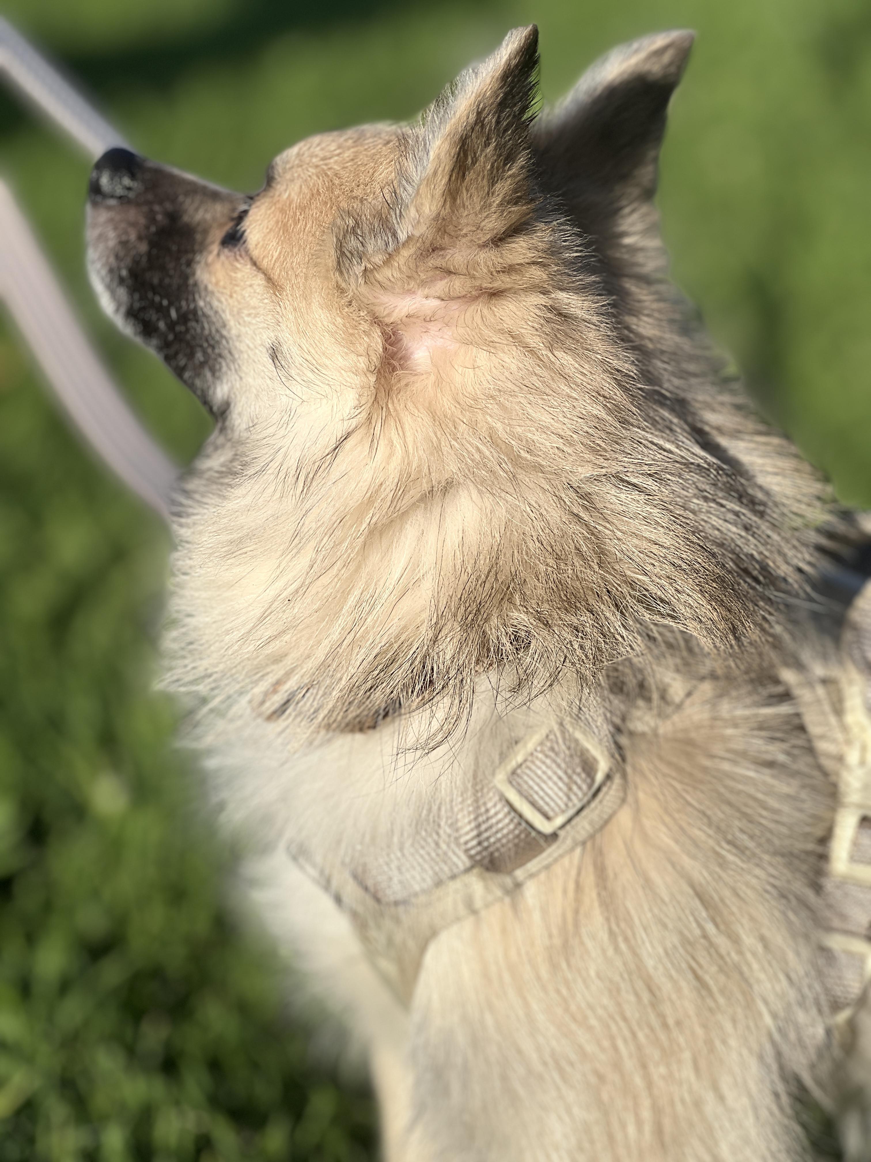 Enlarge Bingo , an adopted mixed breed in Hawthorne, CA image 6/6