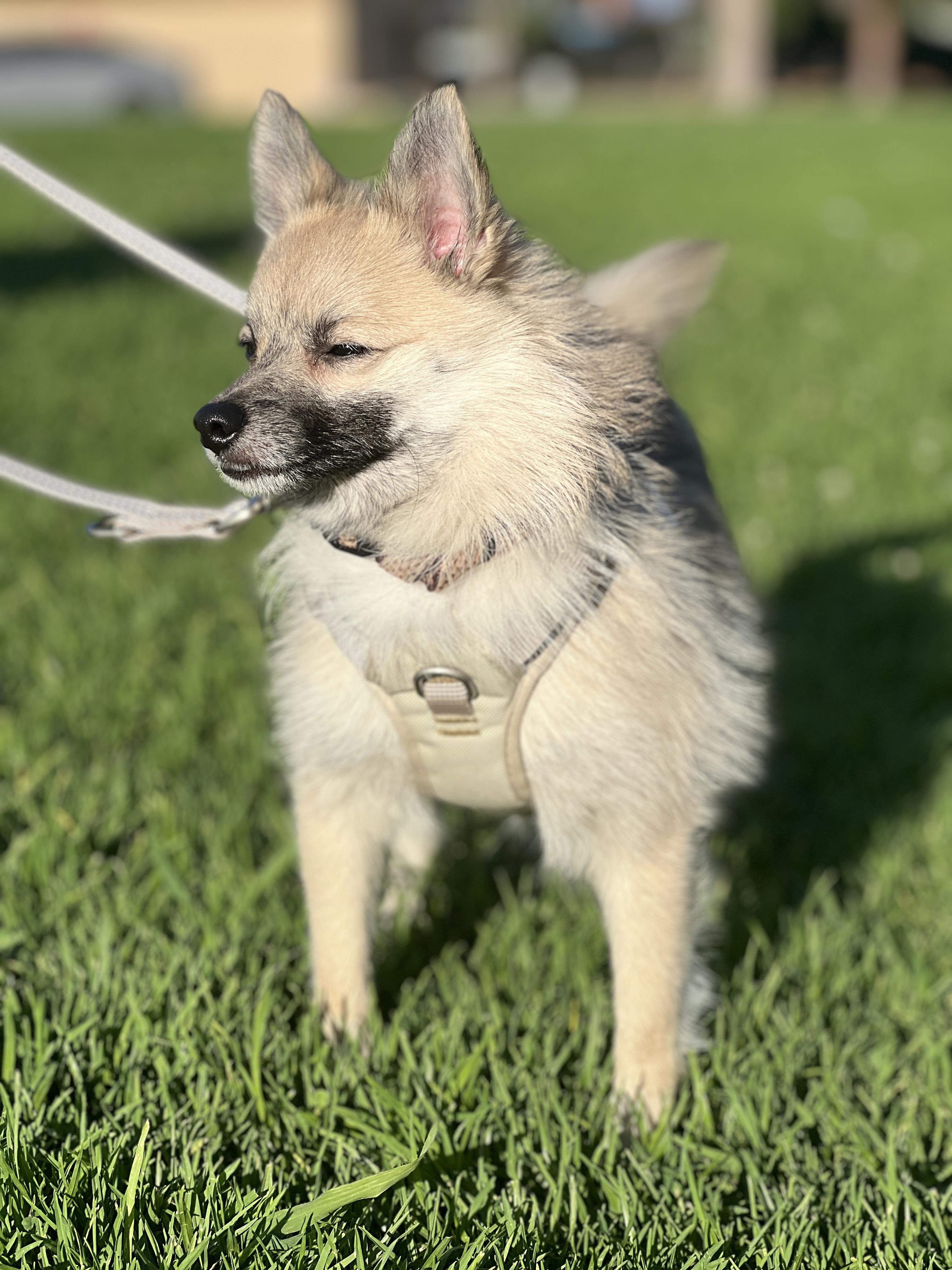 Enlarge Bingo , an adopted mixed breed in Hawthorne, CA image 4/6