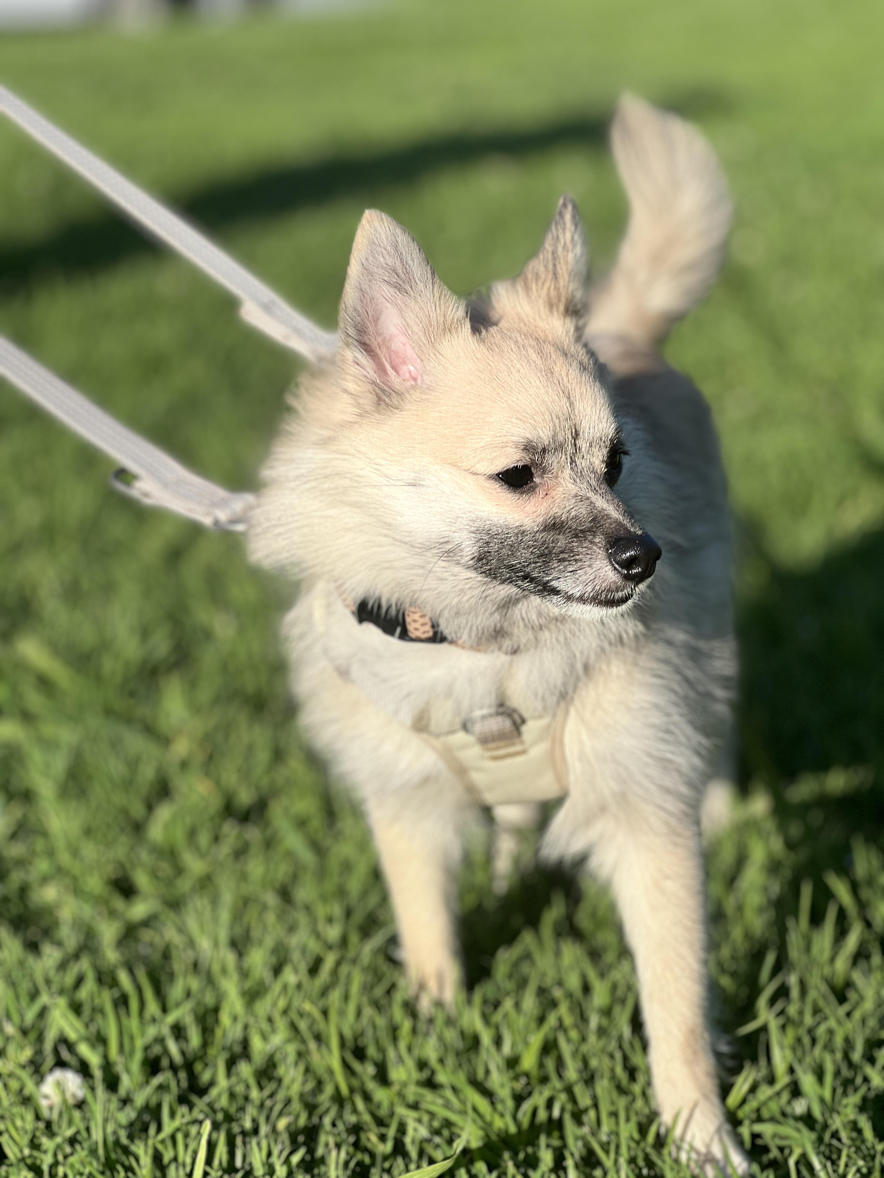 Enlarge Bingo , an adopted mixed breed in Hawthorne, CA image 2/6