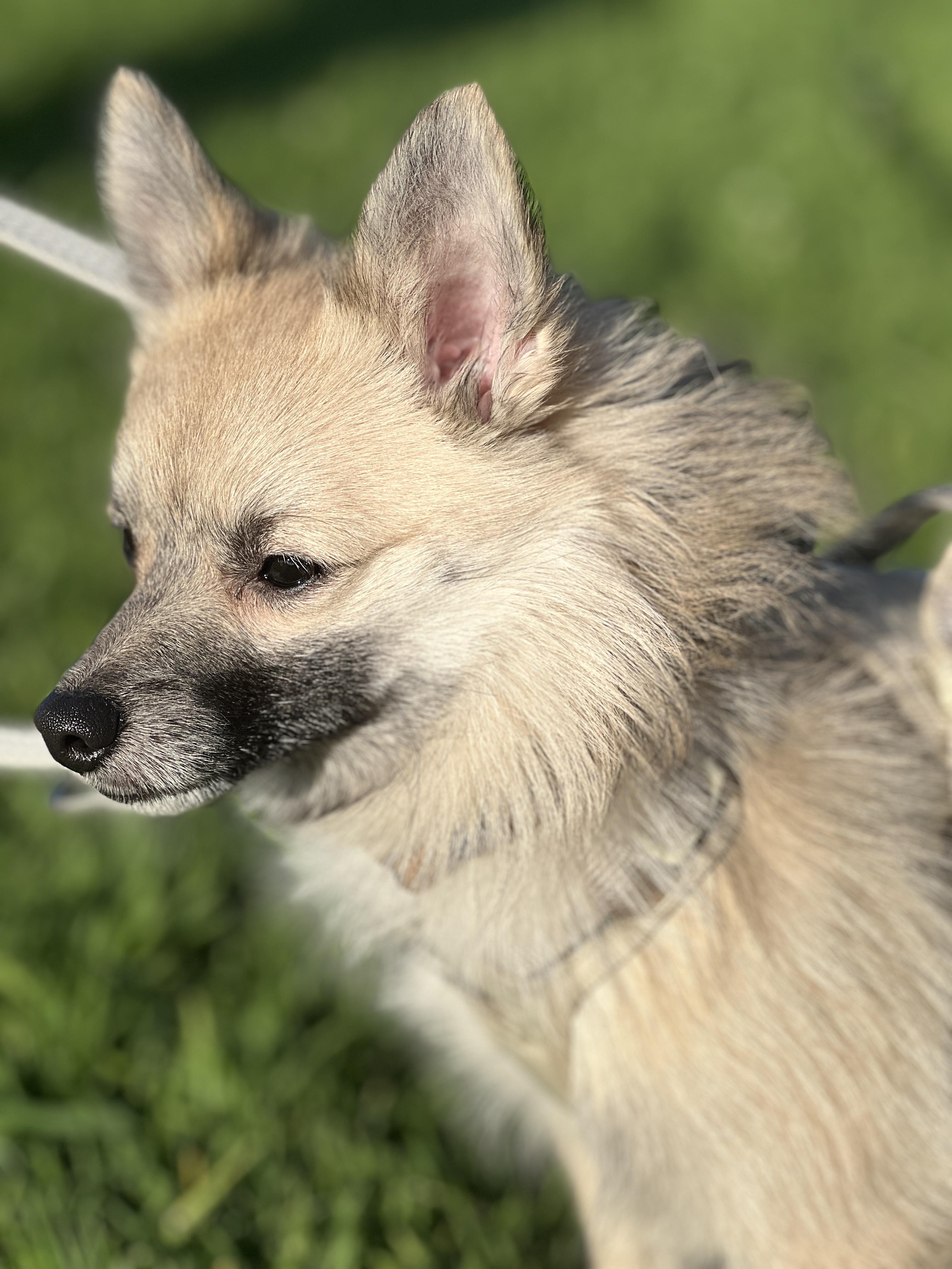 Enlarge Bingo , an adopted mixed breed in Hawthorne, CA image 3/6