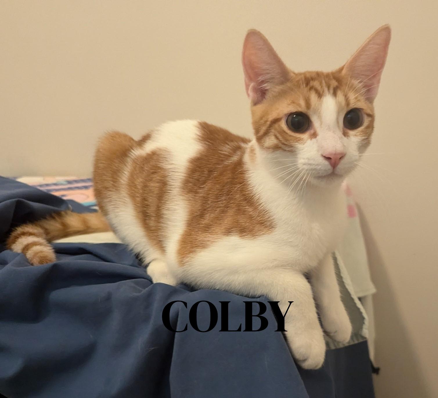 Colby