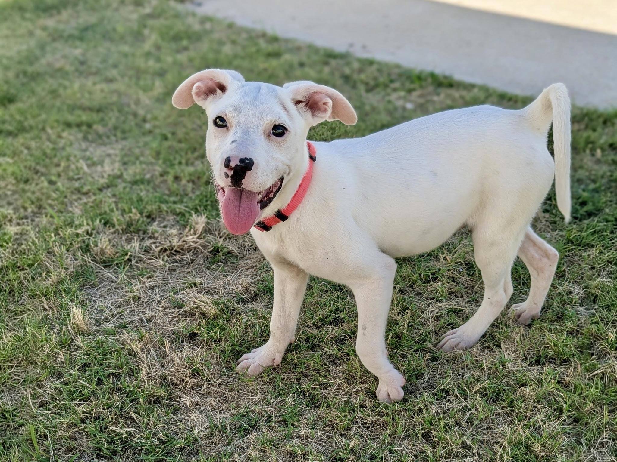 Cheyanne, a Adoptable mixed breed in Paramus, NJ image 1/6