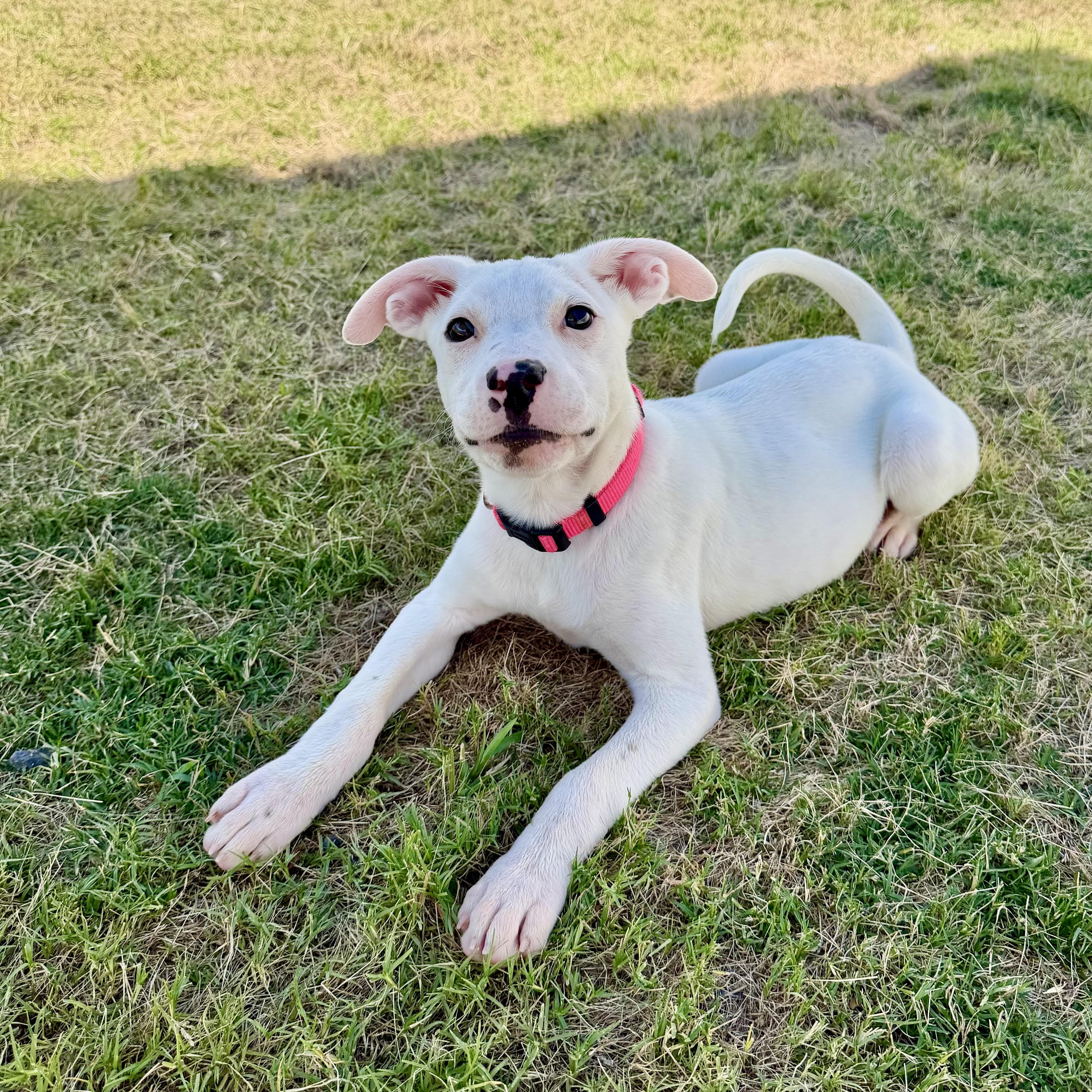 Cheyanne, a Adoptable mixed breed in Paramus, NJ image 6/6