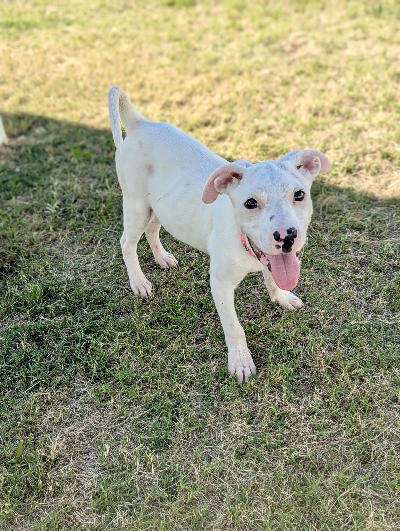 Cheyanne, a Adoptable mixed breed in Paramus, NJ image 5/6