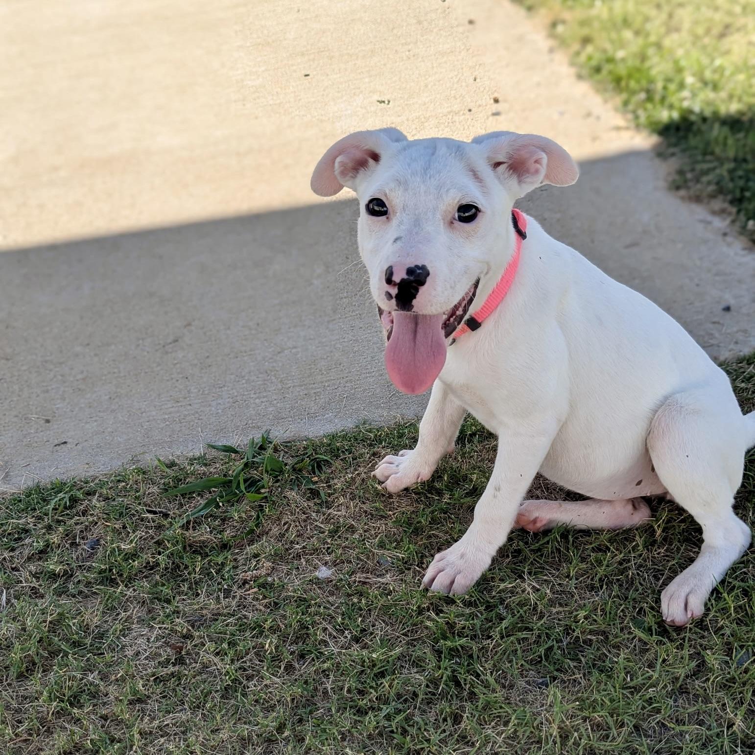 Cheyanne, a Adoptable mixed breed in Paramus, NJ image 4/6