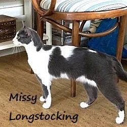 Missy Longstocking #docile-lapcat, Adoptable, Adult Female Domestic Short Hair.