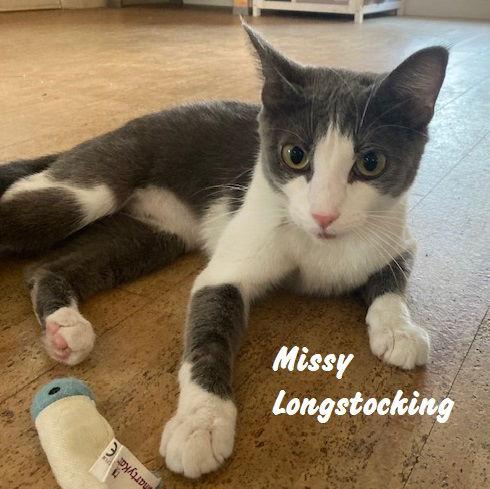 Enlarge Missy Longstocking #docile-lapcat, a Adoptable Domestic Short Hair in Houston, TX image 1/4