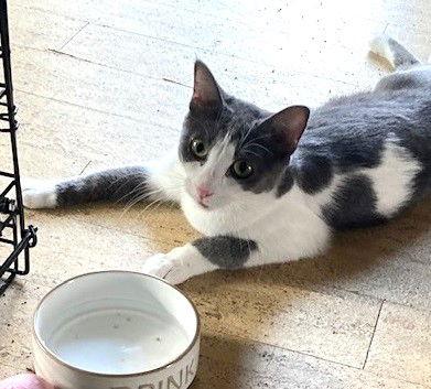 Enlarge Missy Longstocking #docile-lapcat, a Adoptable Domestic Short Hair in Houston, TX image 3/4