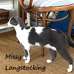 Missy Longstocking #docile-lapcat 2