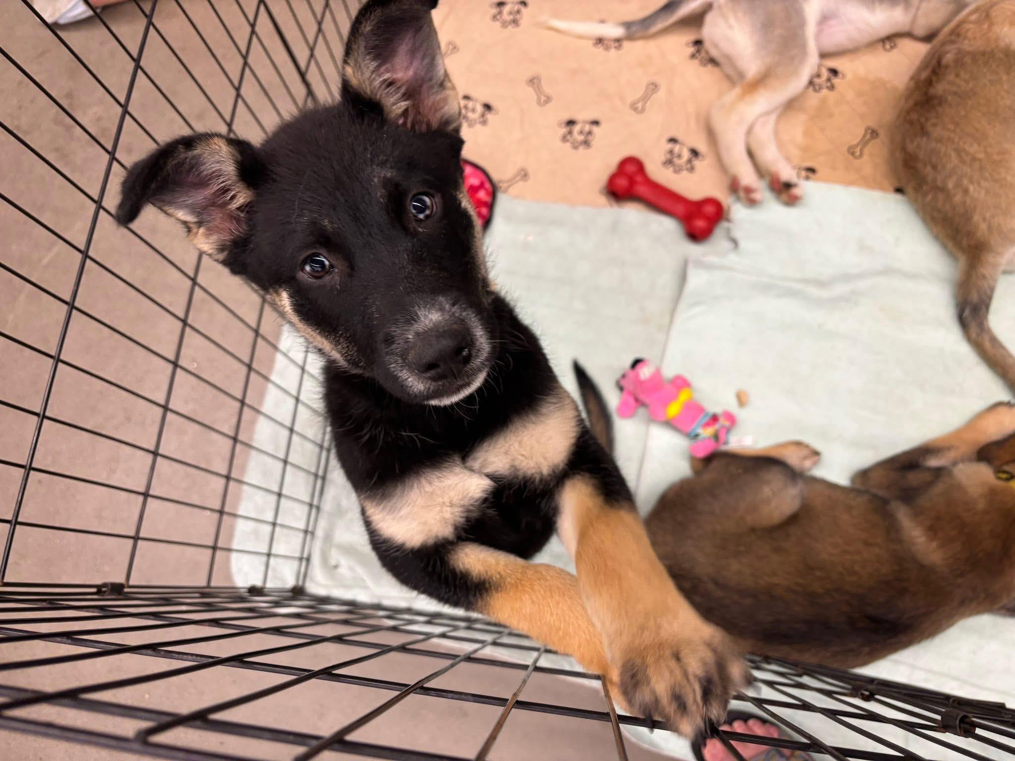 Sorel, an adoptable Husky in Brainerd, MN, 56401 | Photo Image 1