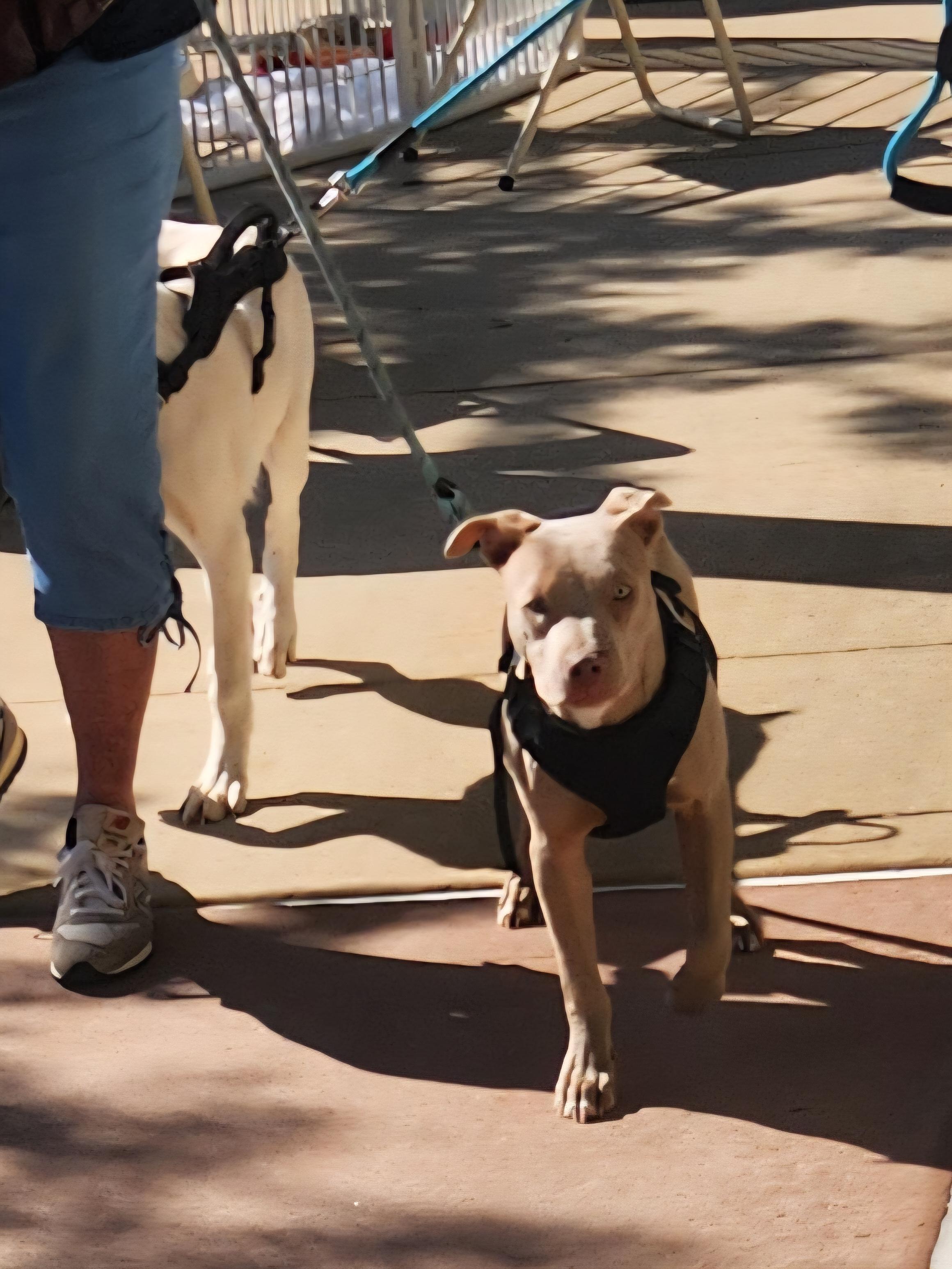 Mandy, Adoptable, Young Female Pit Bull Terrier.