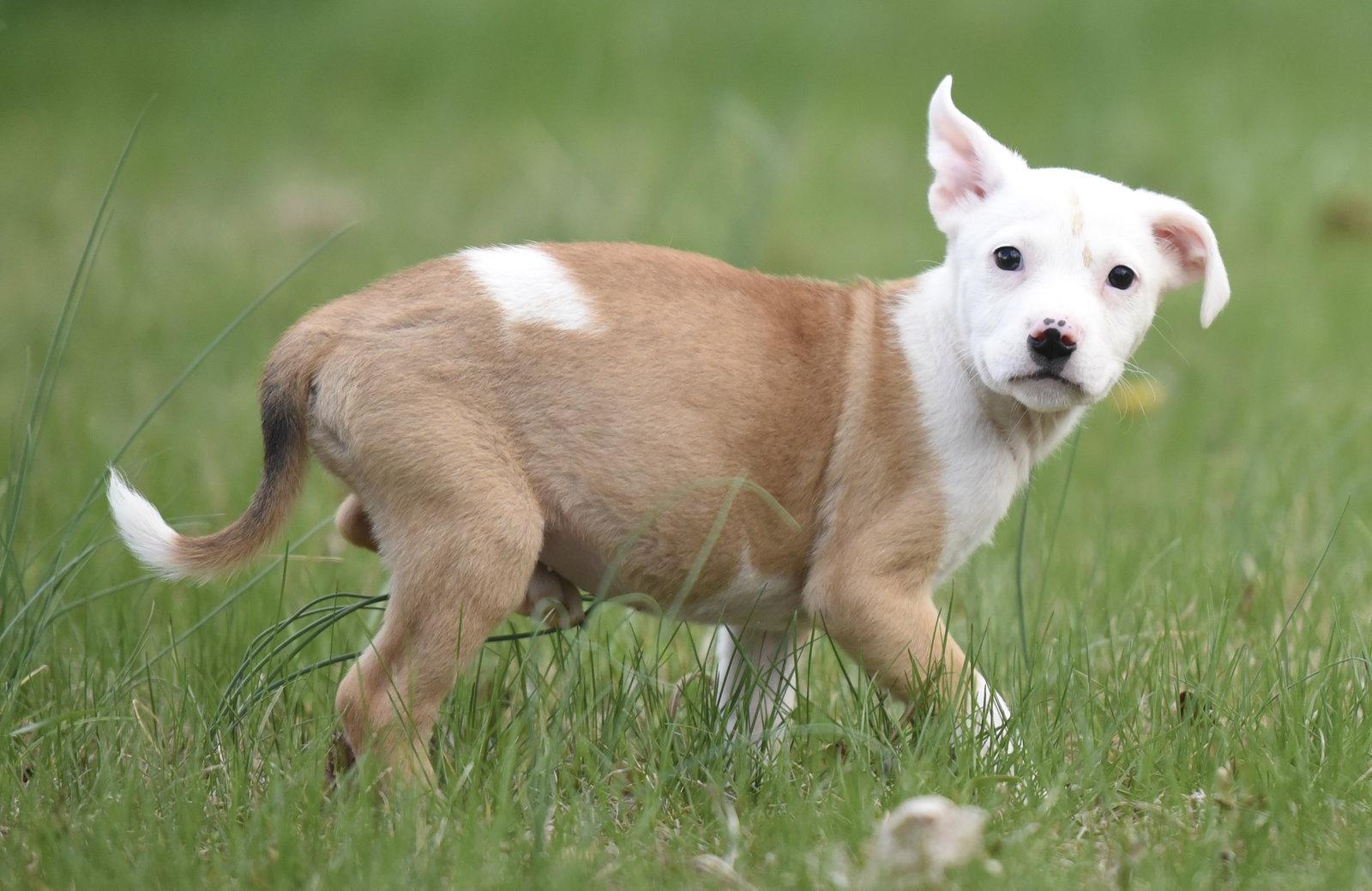 Enlarge Brielle, a Adoptable mixed breed in Mechanicsburg, PA image 2/3