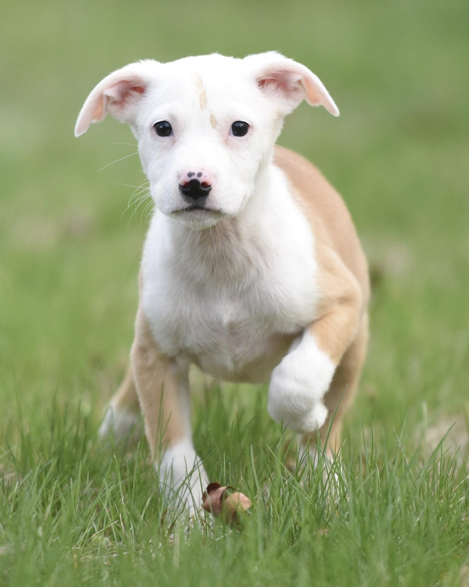 Enlarge Brielle, a Adoptable mixed breed in Mechanicsburg, PA image 3/3