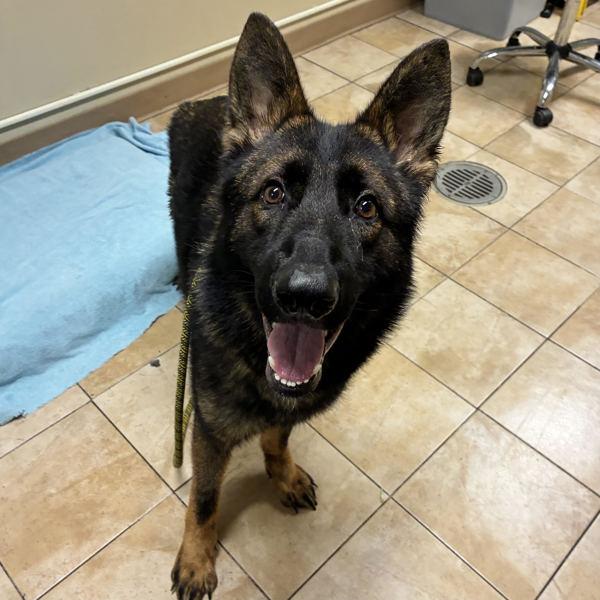 Enlarge Linus Van Pelt (mcas), a Adoptable mixed breed in Troutdale, OR image 1/1