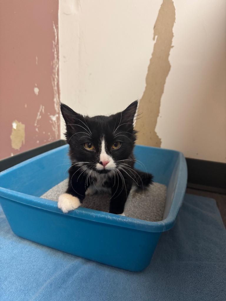 Enlarge Cat Hernandez, a Adoptable mixed breed in Winnipeg, MB image 1/1