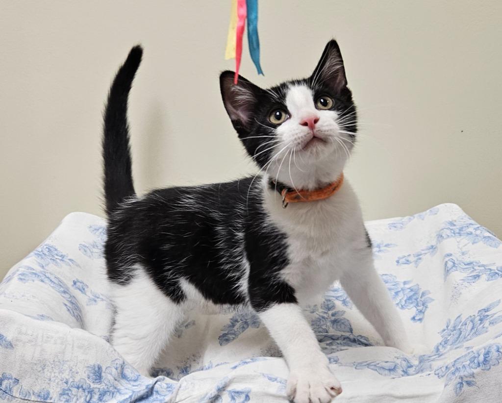 Enlarge Kevin, a Adoptable mixed breed in Fremont, OH image 1/3