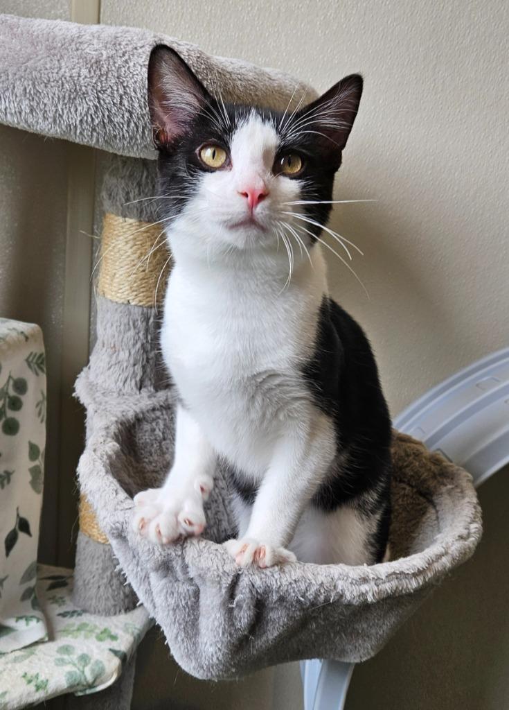 Enlarge Kevin, a Adoptable mixed breed in Fremont, OH image 2/3