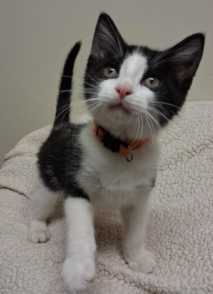 Enlarge Kevin, a Adoptable mixed breed in Fremont, OH image 3/3