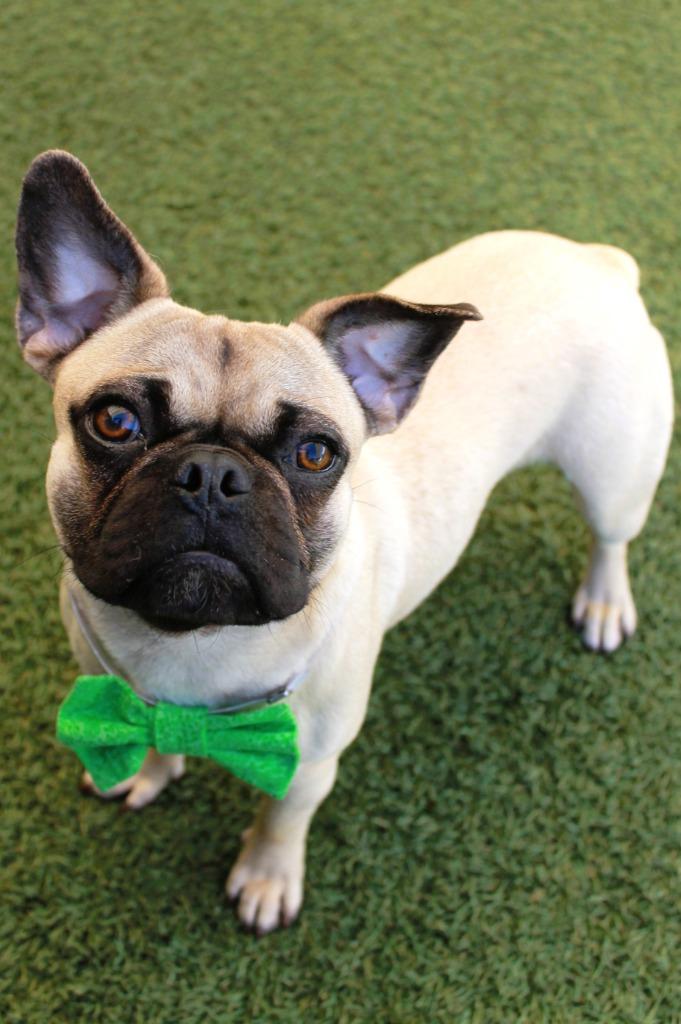 Enlarge Jacey, a Adoptable mixed breed in Gardena, CA image 1/6