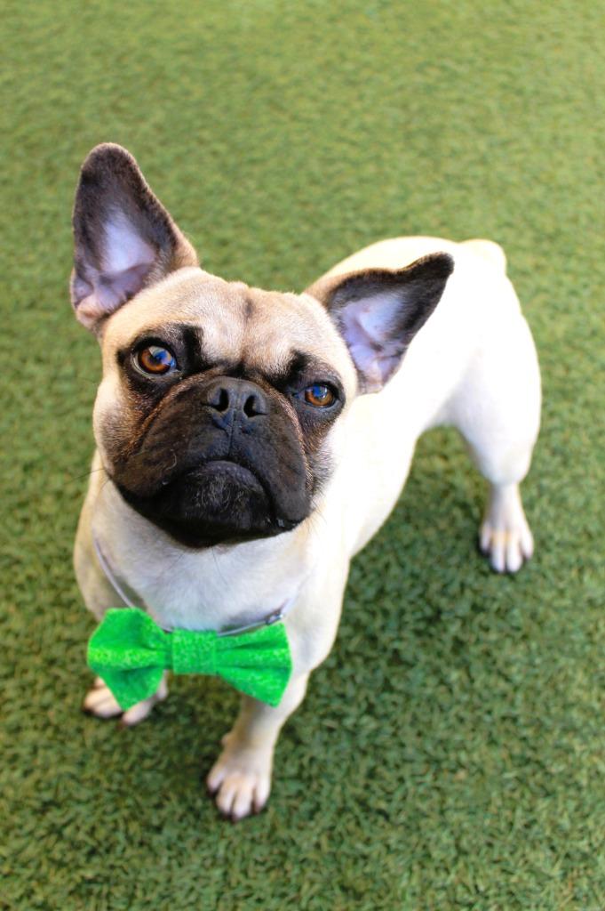 Enlarge Jacey, a Adoptable mixed breed in Gardena, CA image 2/6