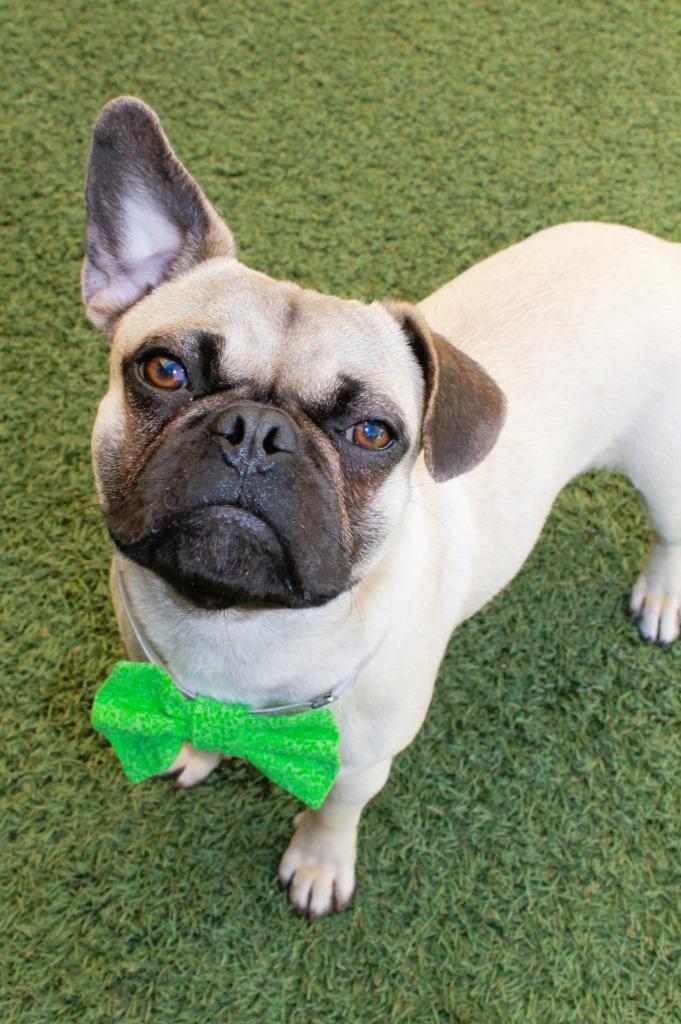 Enlarge Jacey, a Adoptable mixed breed in Gardena, CA image 3/6