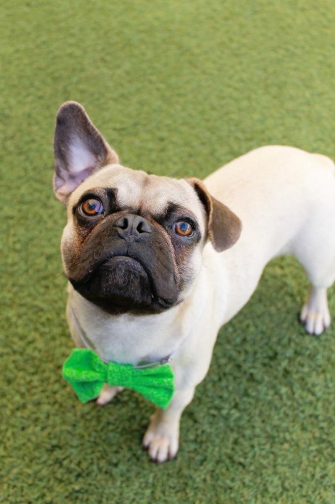 Enlarge Jacey, a Adoptable mixed breed in Gardena, CA image 4/6