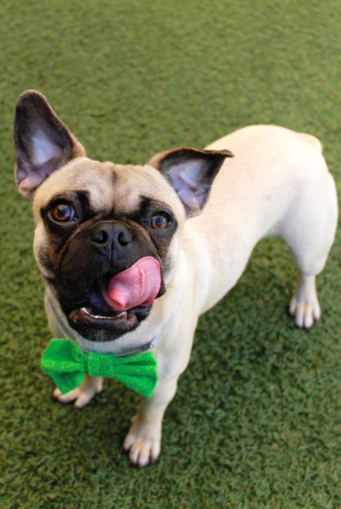 Enlarge Jacey, a Adoptable mixed breed in Gardena, CA image 5/6