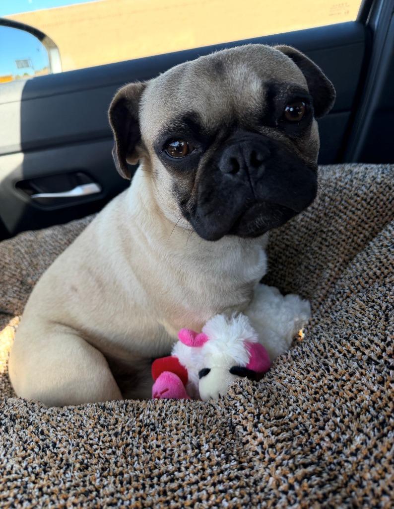 Enlarge Jacey, a Adoptable mixed breed in Gardena, CA image 6/6