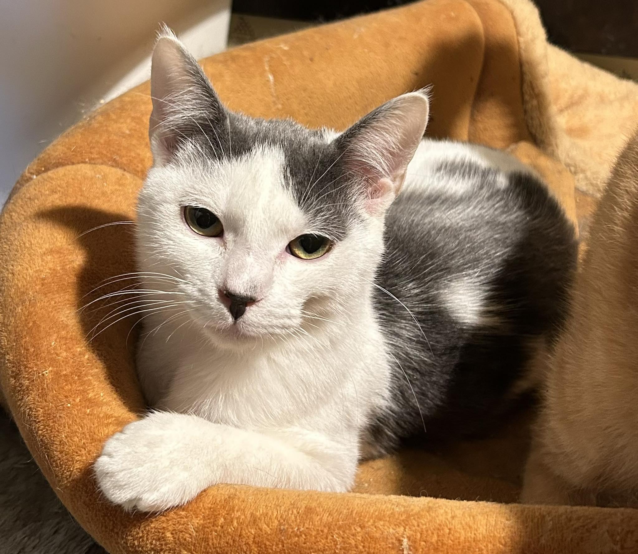 Enlarge Eddie, a Adoptable Domestic Short Hair in Columbia, SC image 1/1