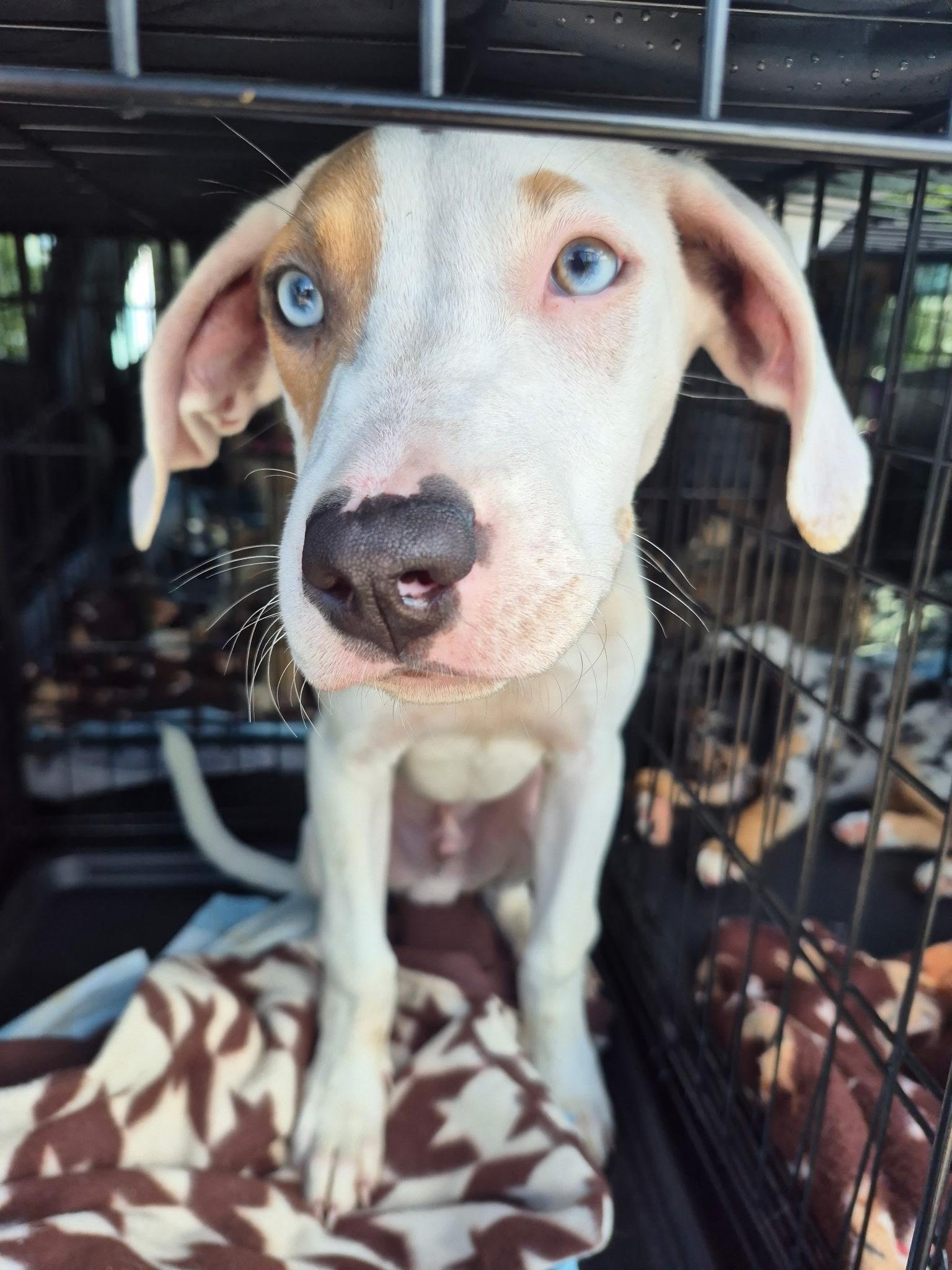 Enlarge Spot, a ADOPTABLE mixed breed in Byron, IL image 1/6