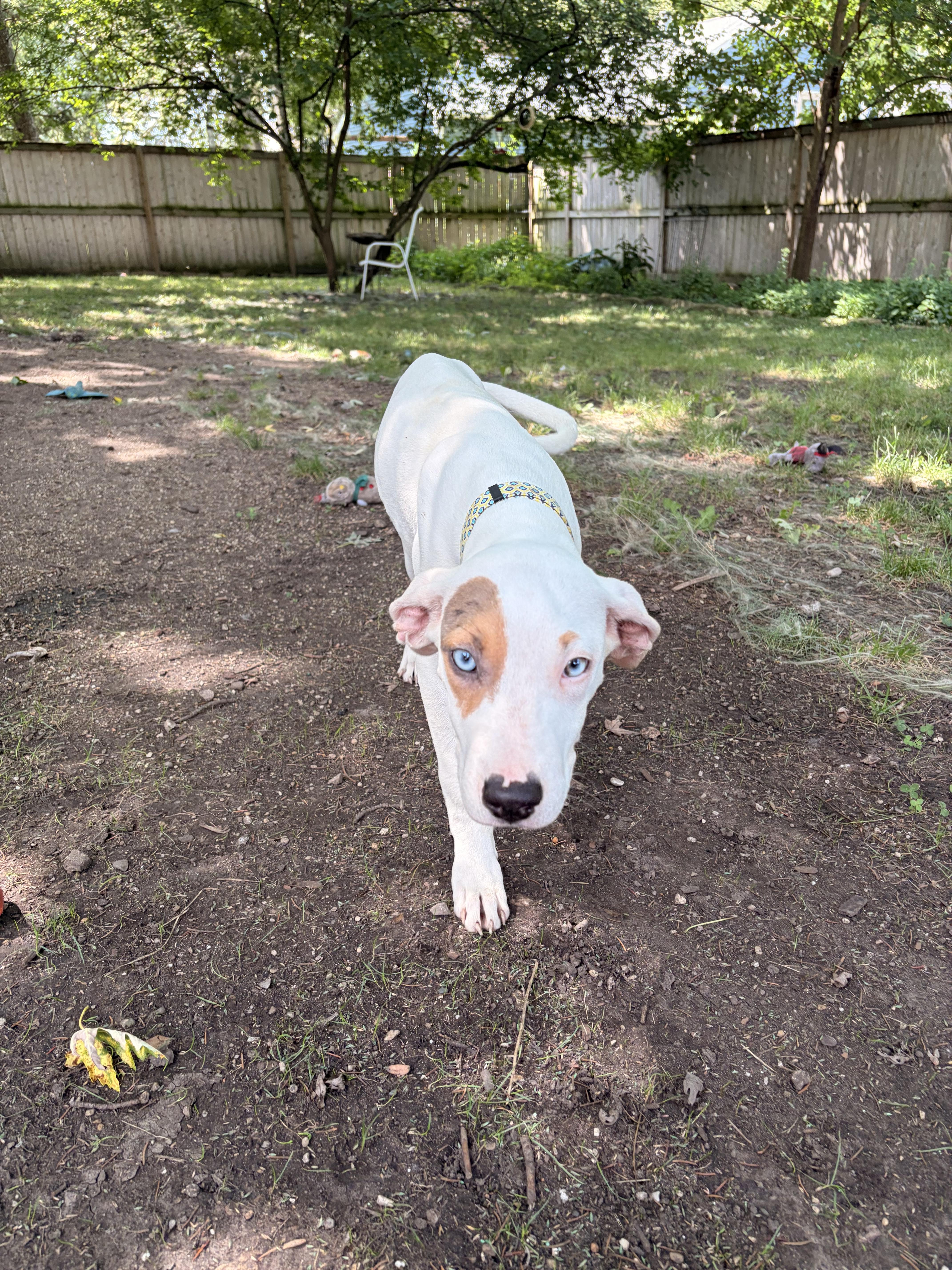 Enlarge Spot, a ADOPTABLE mixed breed in Byron, IL image 5/6