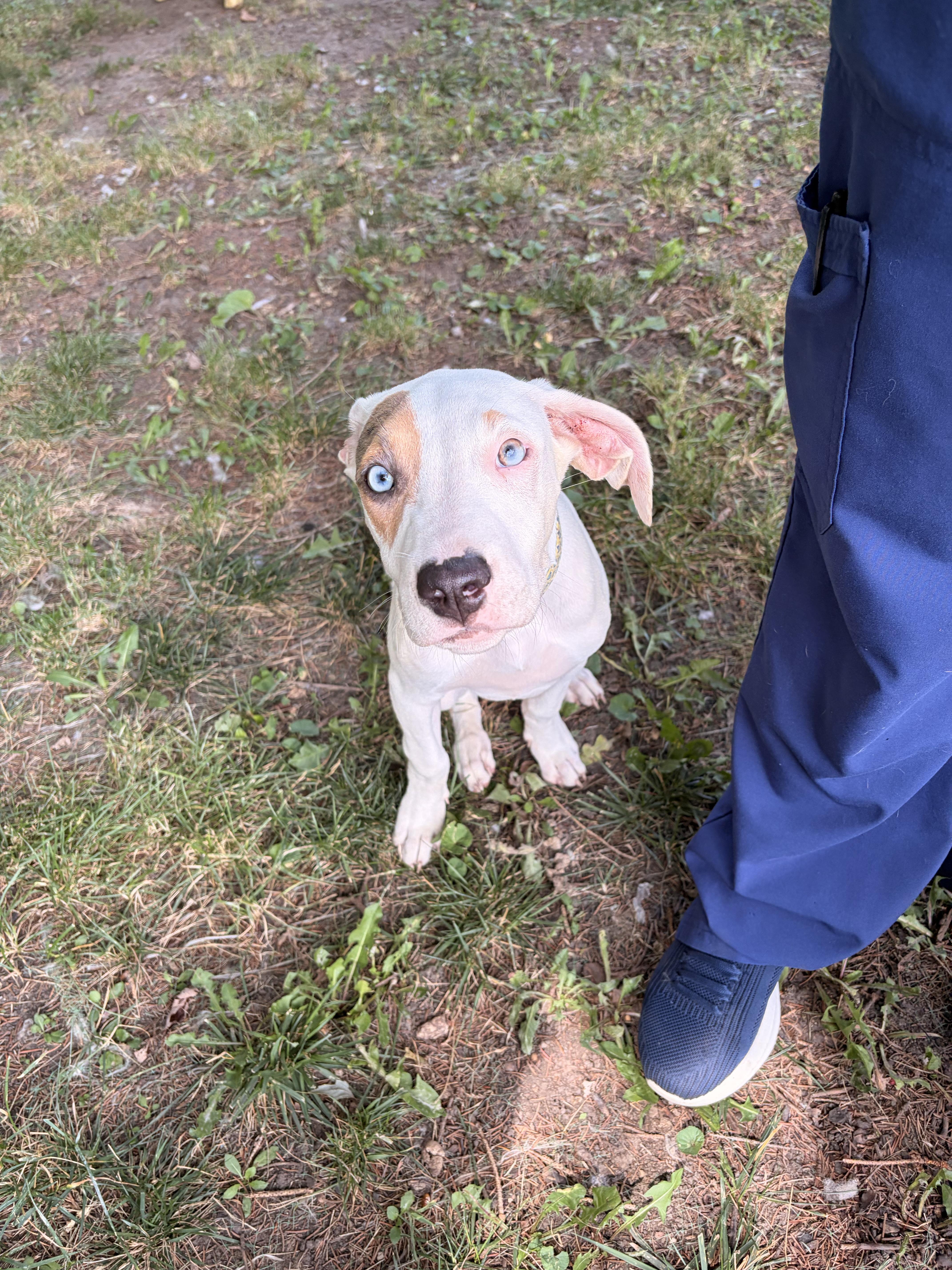 Enlarge Spot, a ADOPTABLE mixed breed in Byron, IL image 3/6