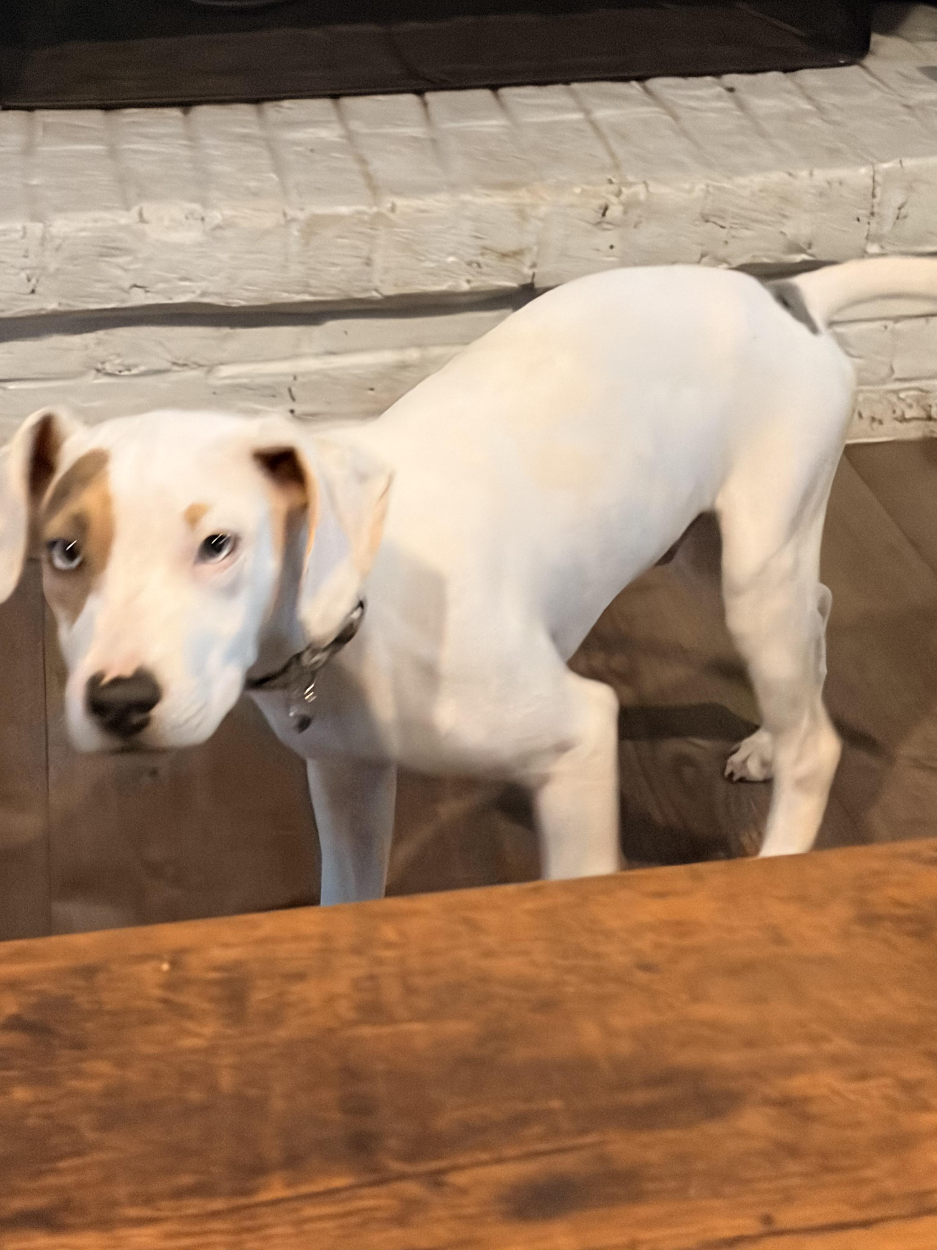 Enlarge Spot, a ADOPTABLE mixed breed in Byron, IL image 2/6