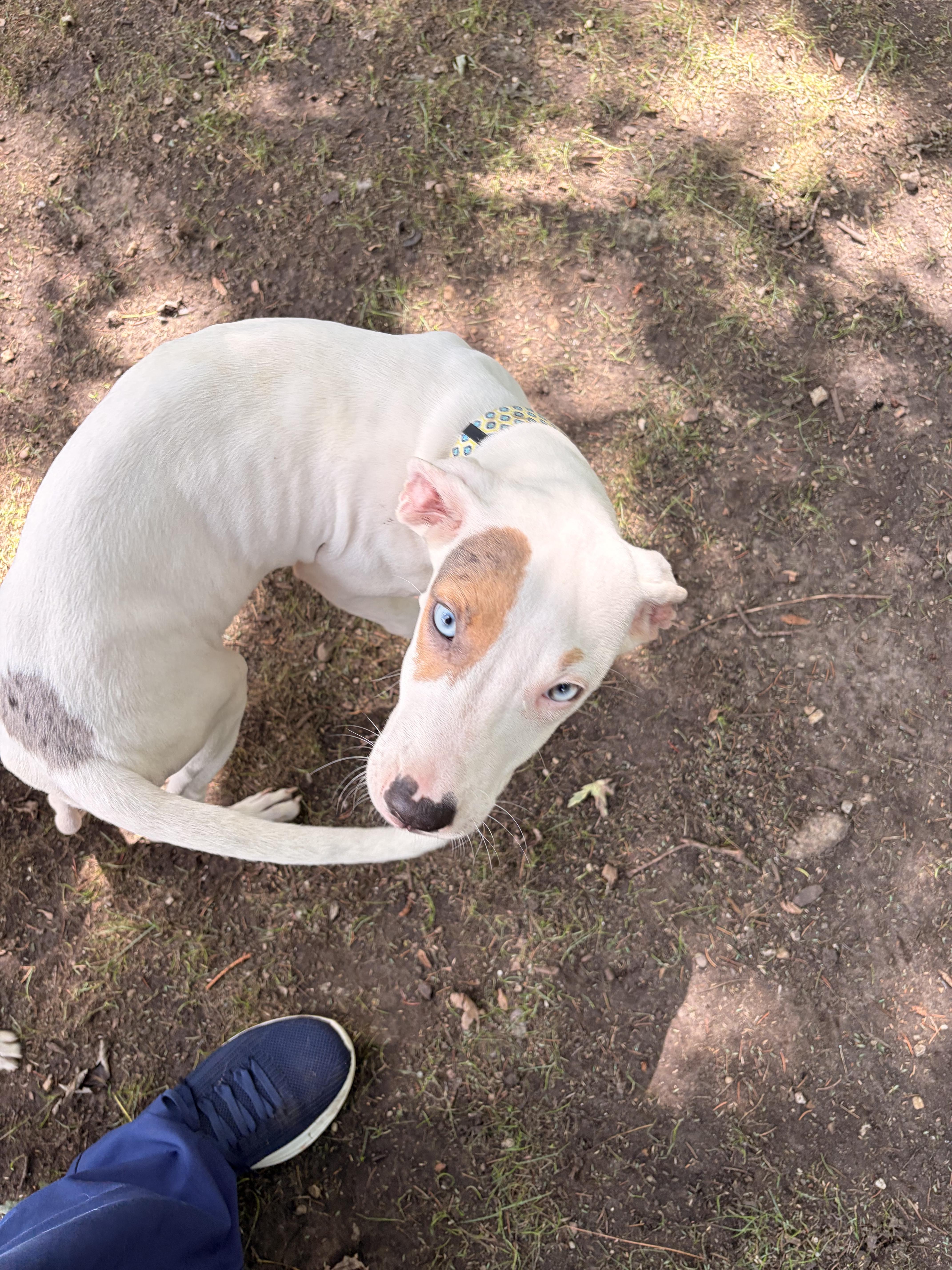Enlarge Spot, a ADOPTABLE mixed breed in Byron, IL image 4/6
