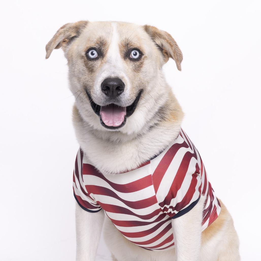 Benji, Adoptable, Adult Male Mixed Breed.