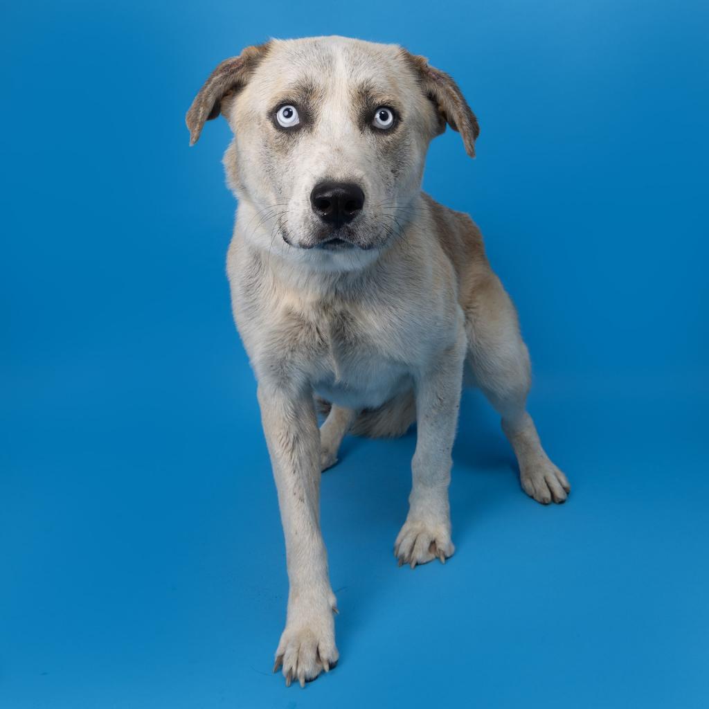 Enlarge Benji, a Adoptable Mixed Breed in Franklin, TN image 1/2
