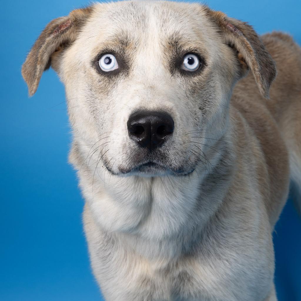 Enlarge Benji, a Adoptable Mixed Breed in Franklin, TN image 2/2