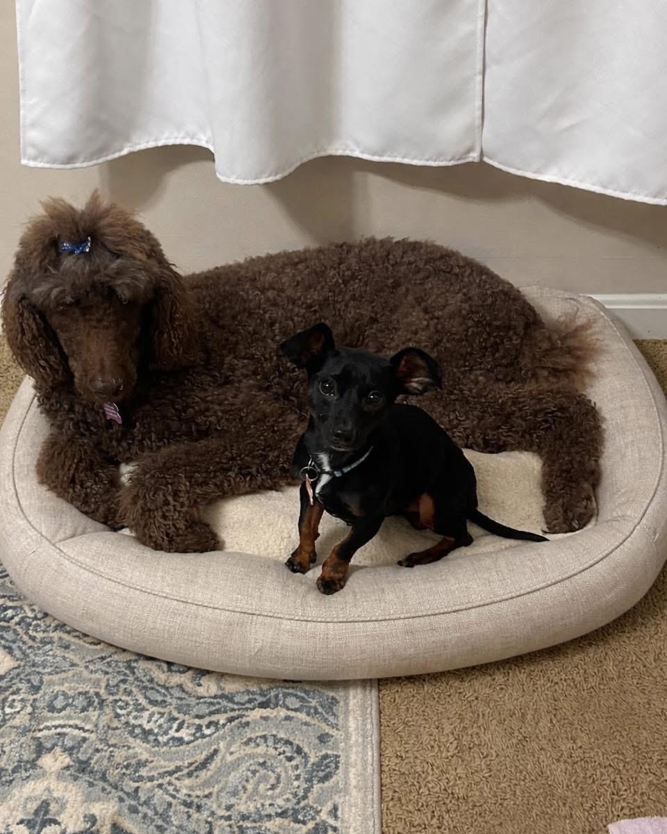 Enlarge Kevin, an adopted mixed breed in Louisville, KY image 3/6