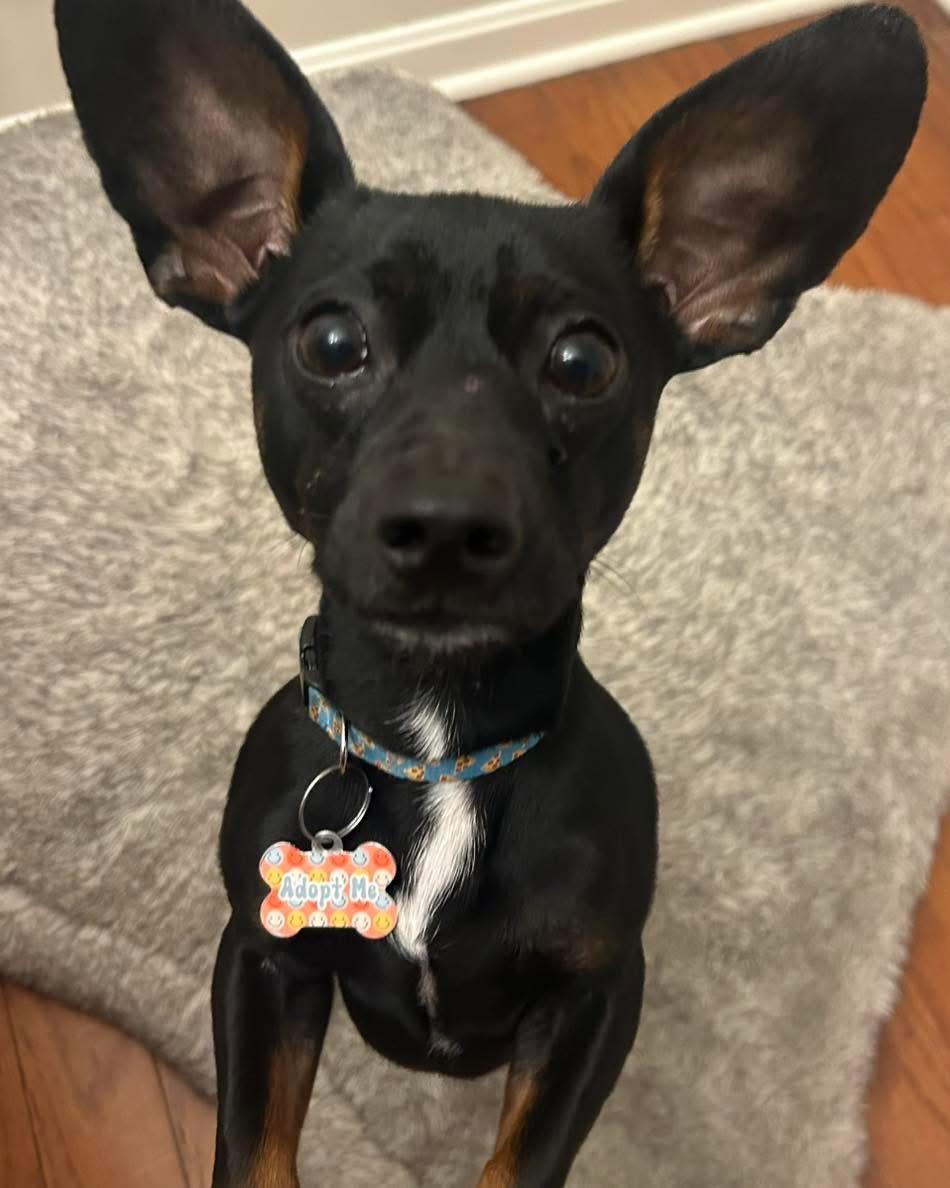 Enlarge Kevin, an adopted mixed breed in Louisville, KY image 1/6