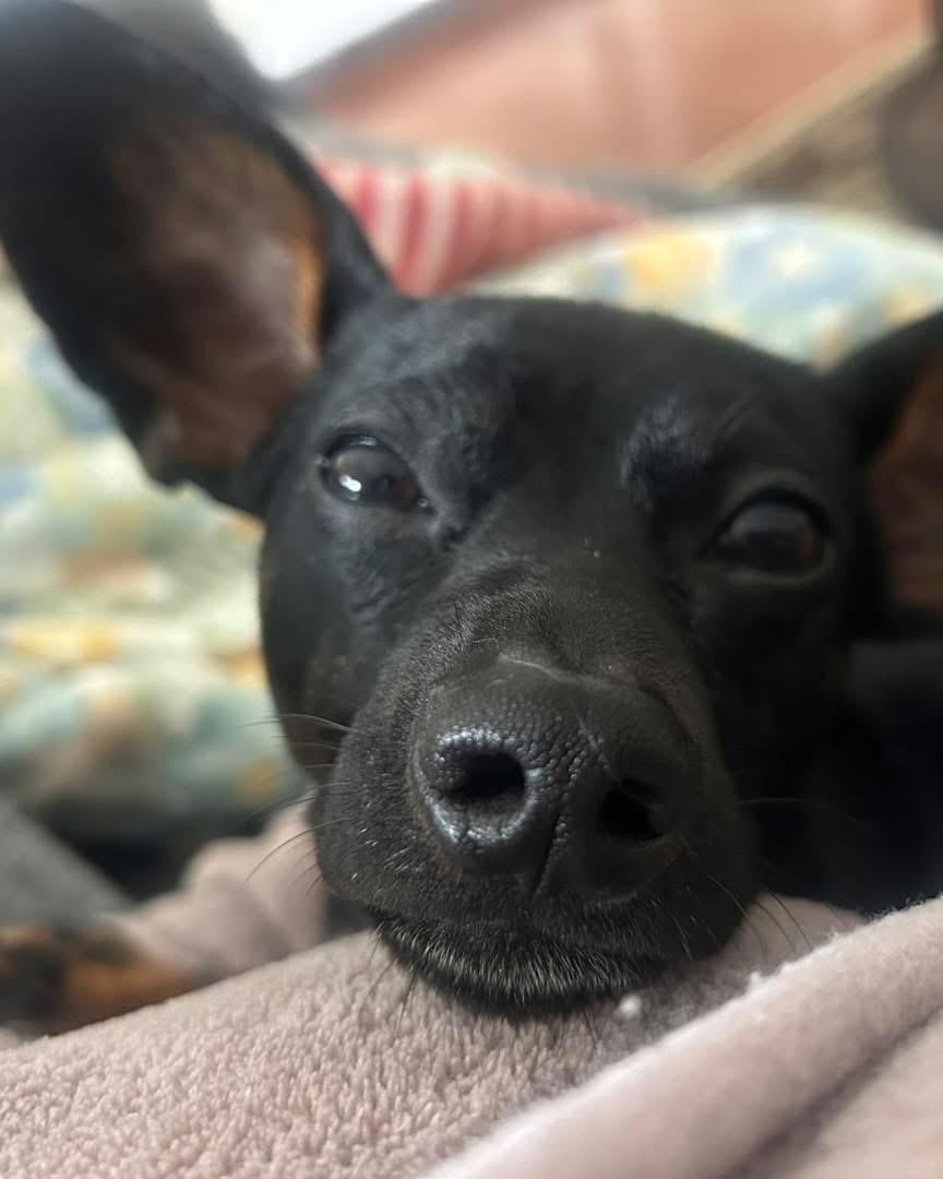 Enlarge Kevin, an adopted mixed breed in Louisville, KY image 5/6